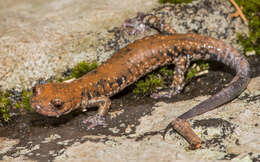 Image of Plethodon petraeus Wynn, Highton & Jacobs 1988