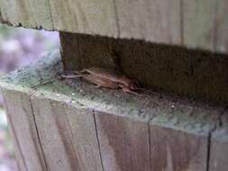 Image of Jumping Bush Cricket