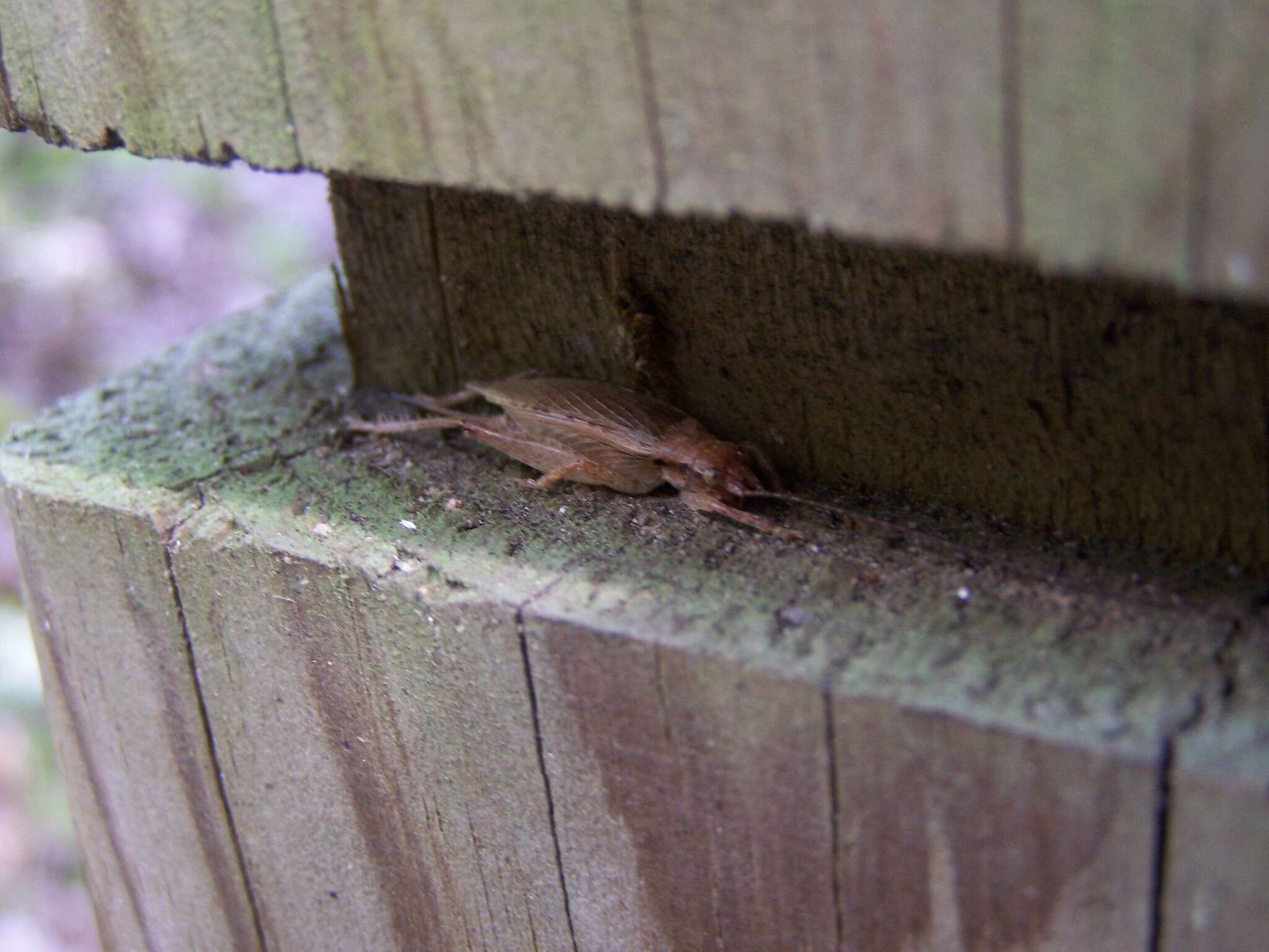 Image of Jumping Bush Cricket