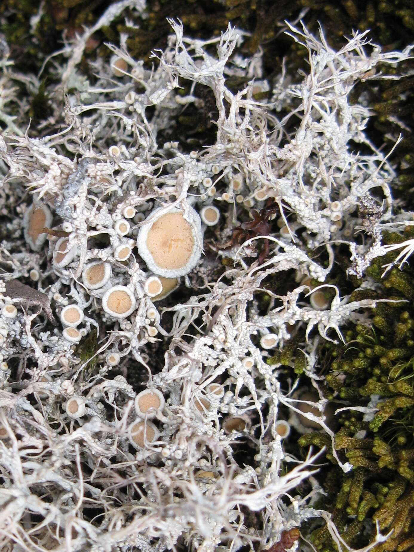 Image of Arctic saucer lichen