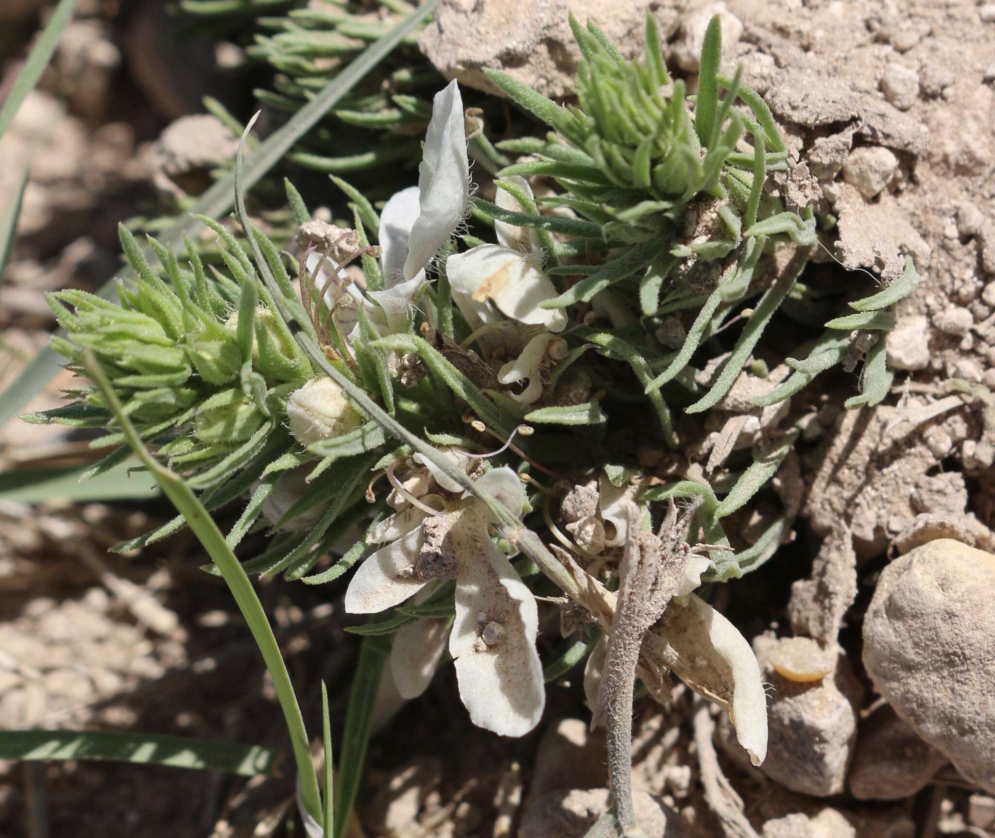 Teucrium laciniatum Torr.的圖片