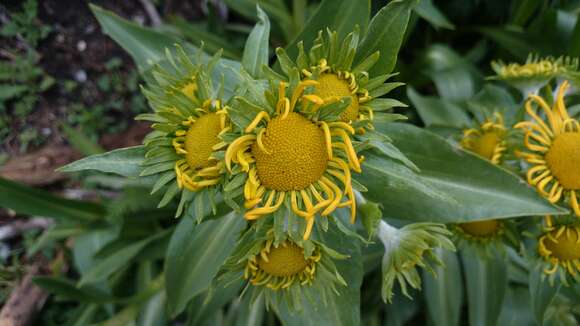 Image of Hymenoxys pinetorum (Standl.) M. W. Bierner