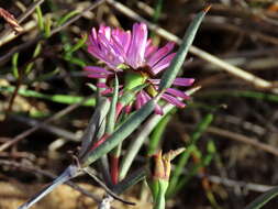 Image of Lampranthus spiniformis (Haw.) N. E. Br.