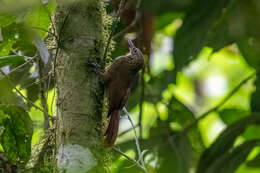 Imagem de Xiphorhynchus triangularis (Lafresnaye 1842)