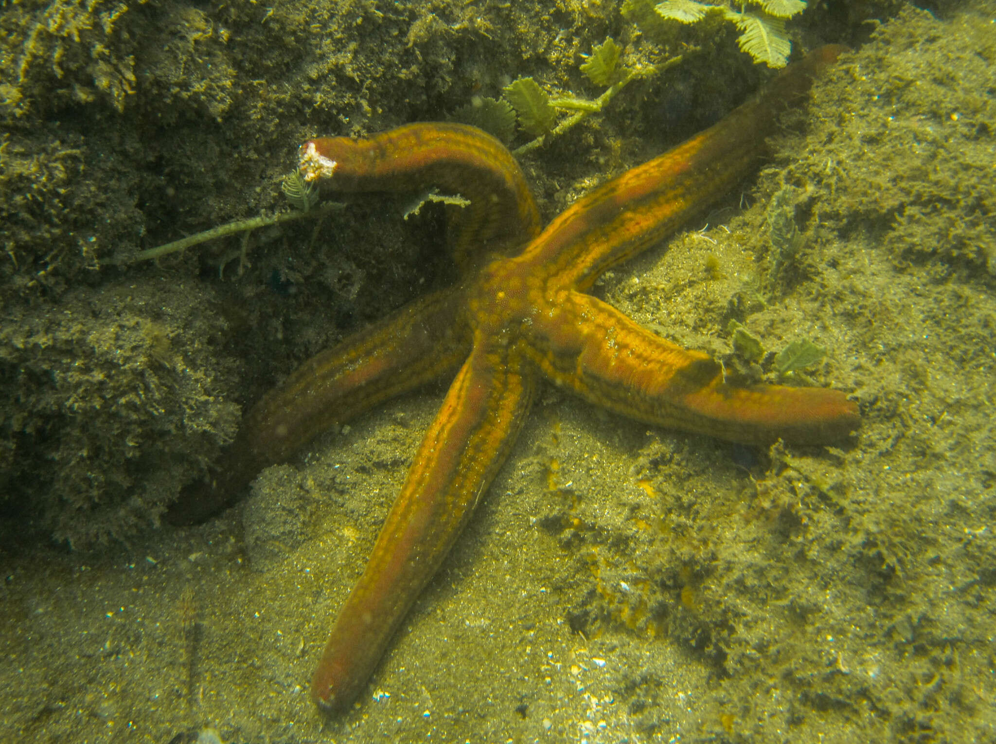 Image of Pharia pyramidata (Gray 1840)