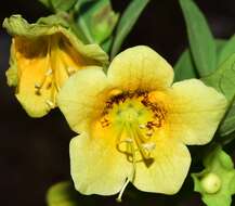 Image de Atropa baetica Willk.