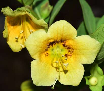 Image of Atropa baetica Willk.