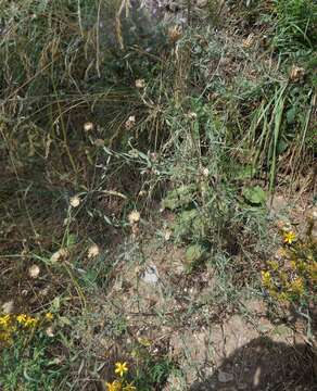 Слика од Centaurea arrigonii Greuter