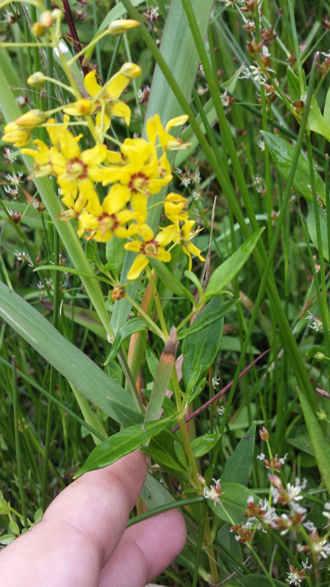 Image of earth loosestrife