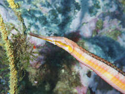 Image of Duncker&#39;s pipefish