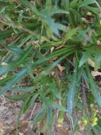 Image of Standley's draba