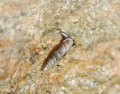 Image of two-toothed door snail