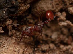 Image of Orectognathus antennatus Smith 1853