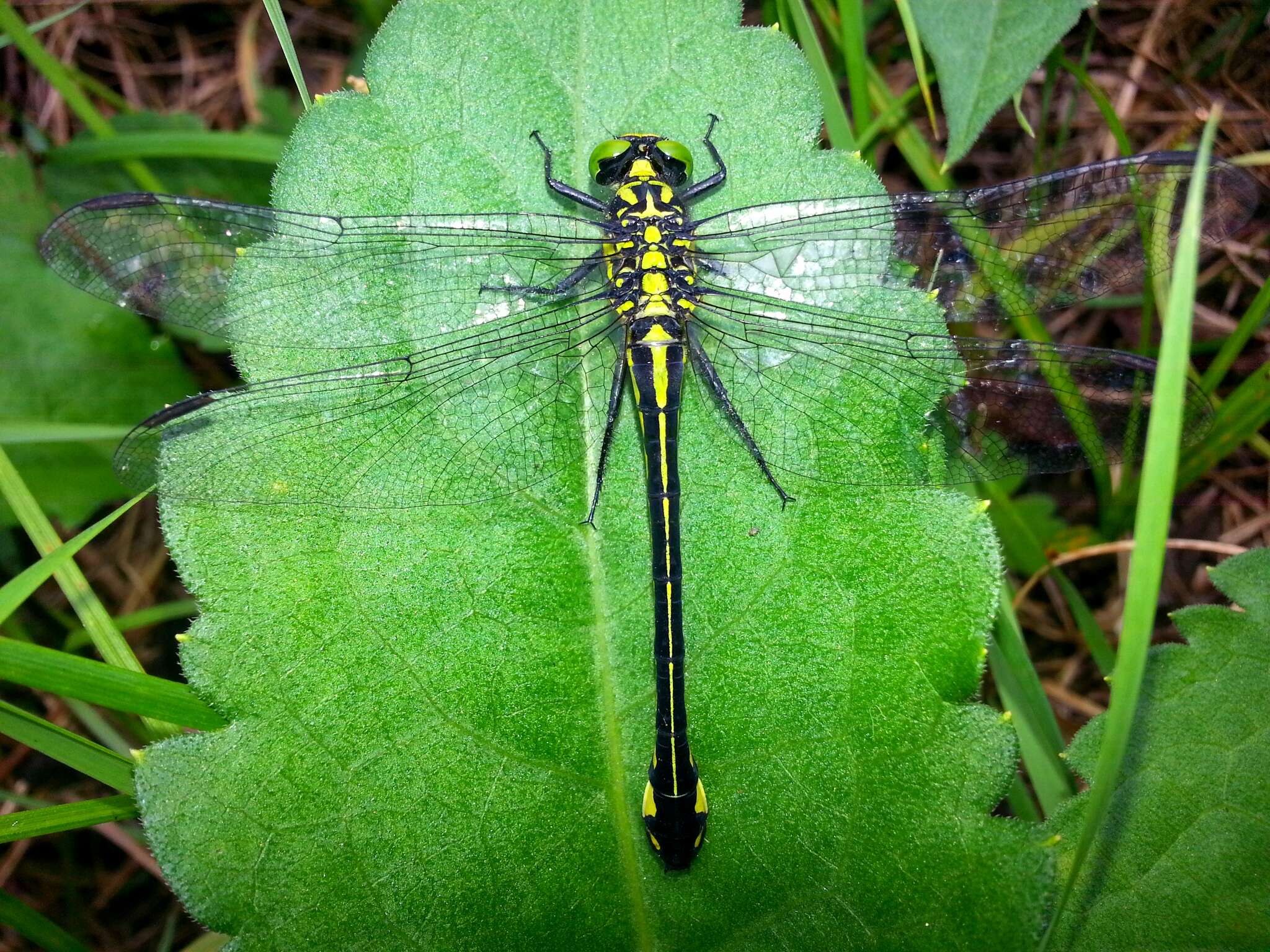 صورة Anisogomphus Selys 1858