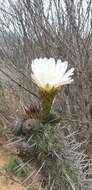 Image de Echinopsis deserticola (Werderm.) H. Friedrich & G. D. Rowley