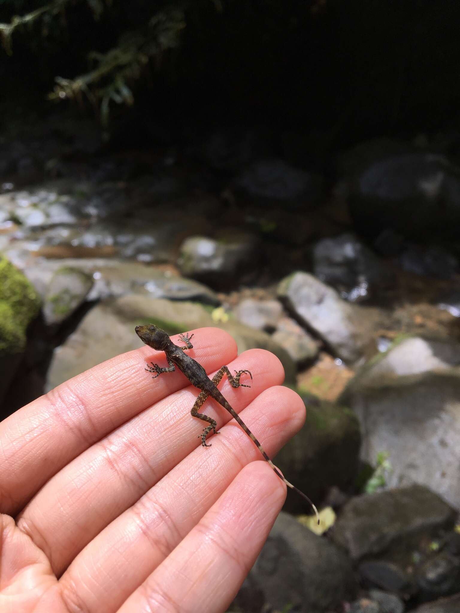 Image of Water  Anole