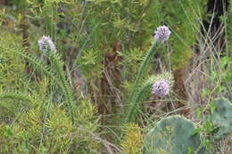 Image de Liatris carizzana (Gaiser) G. L. Nesom