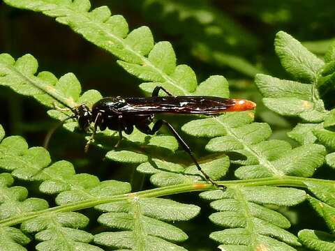 Protichneumon grandis (Brulle 1846) resmi