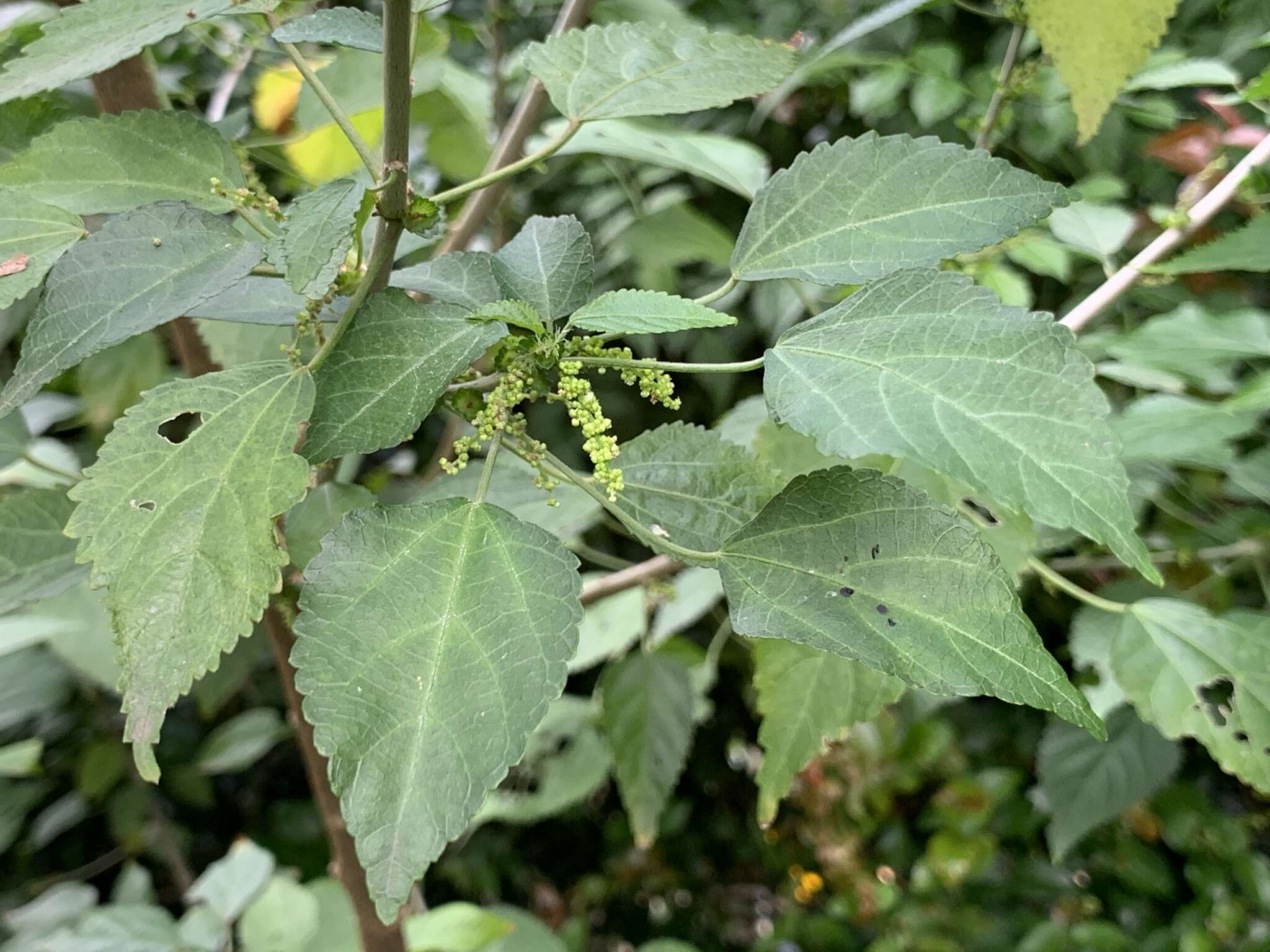 Imagem de Acalypha glabrata Thunb.