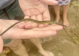 Image of Common Pipefish