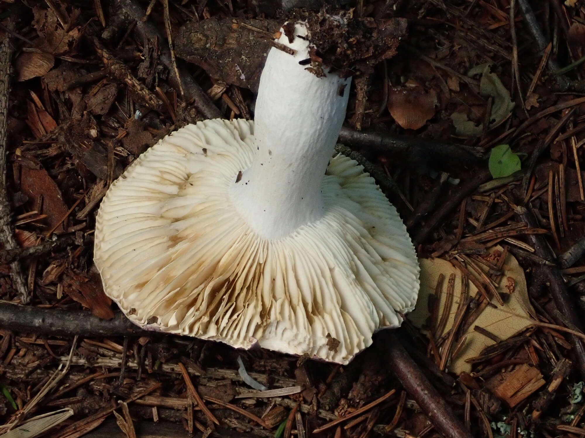 Image of Russula amethystina Quél. 1898