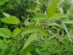 Image of Glycine max subsp. soja (Siebold & Zucc.) H. Ohashi