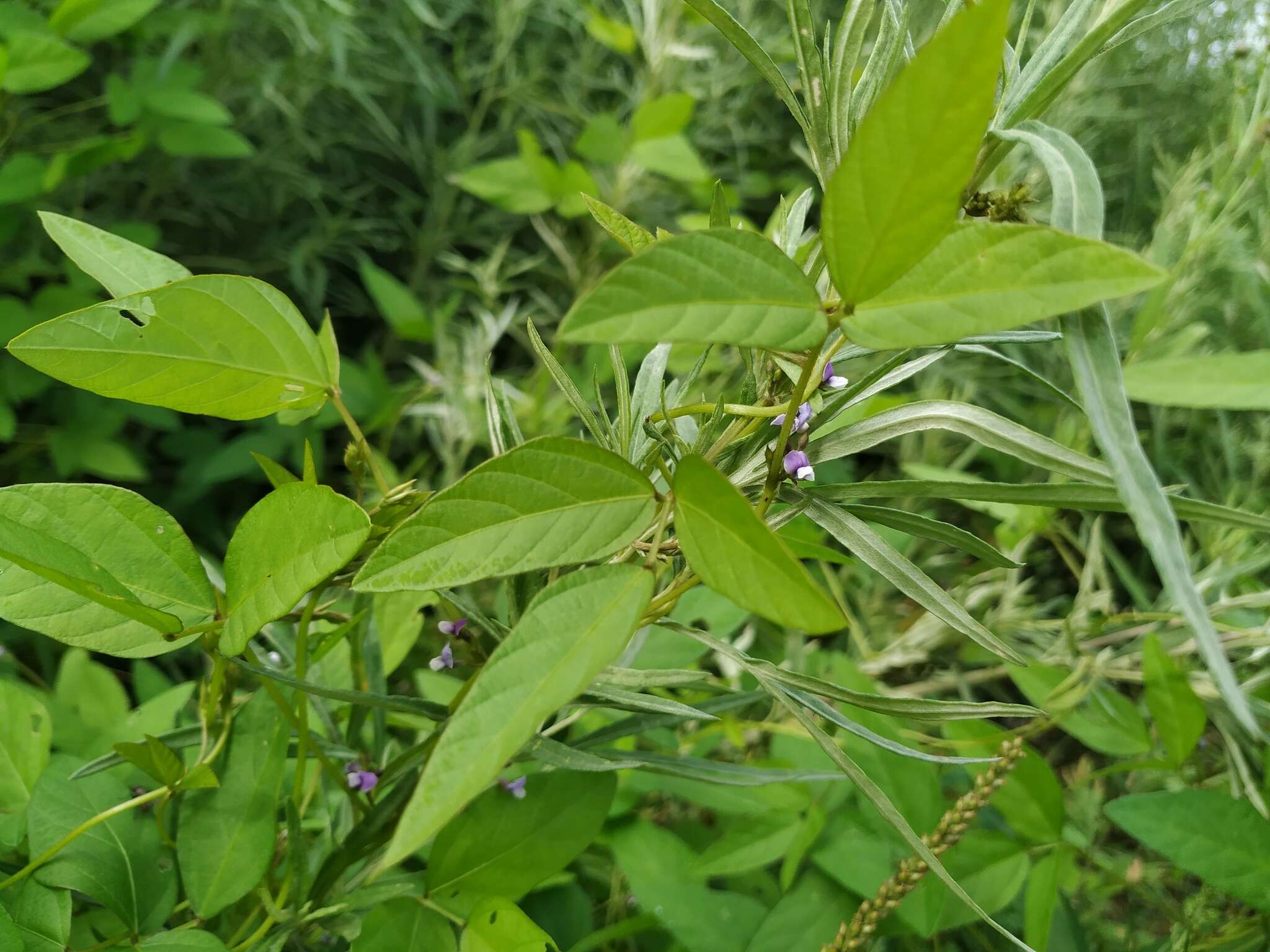 Image of Glycine max subsp. soja (Siebold & Zucc.) H. Ohashi