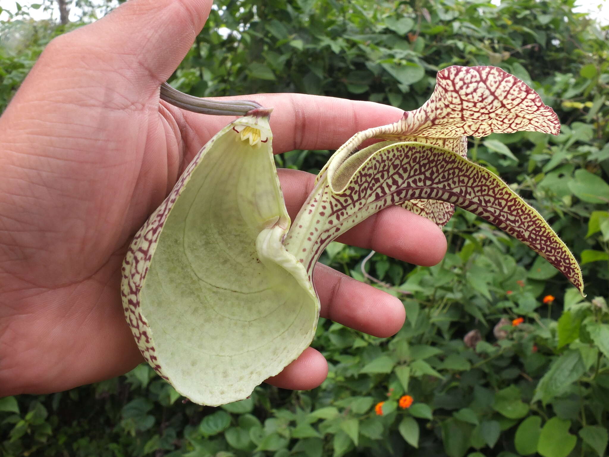 Image of mottled dutchman's pipe