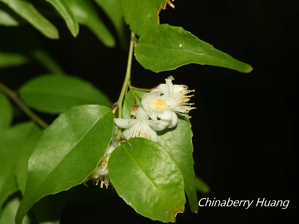 Image of Symplocos sumuntia var. modesta (Brand) Noot.