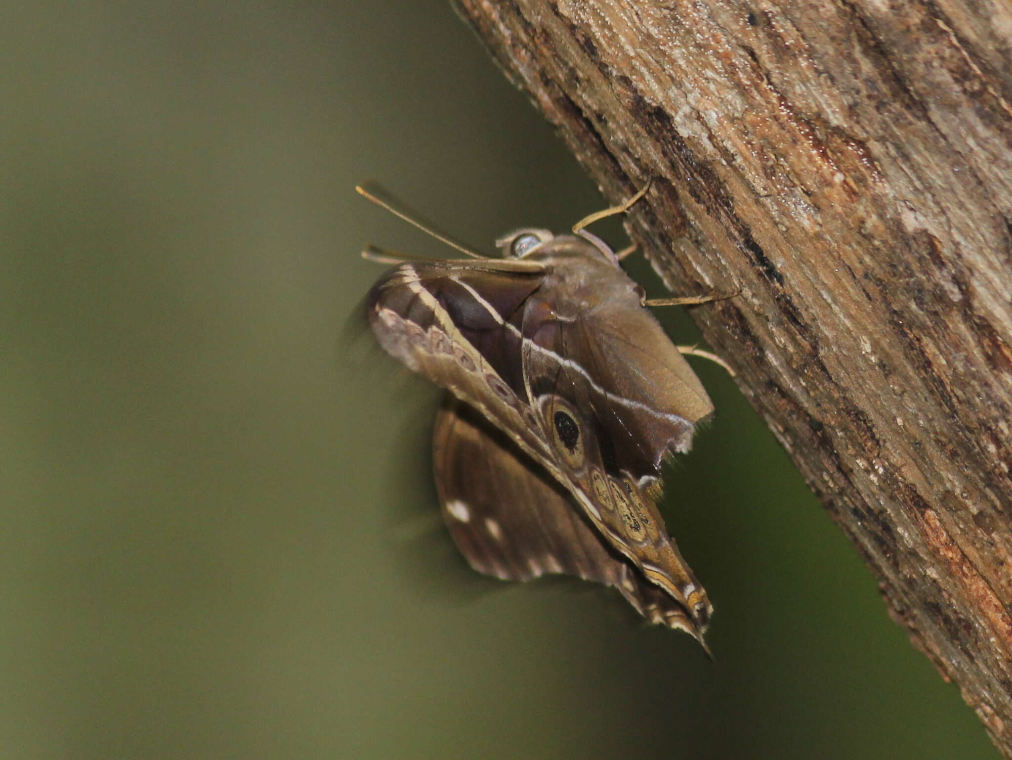 Image of Bamboo Tree Brown