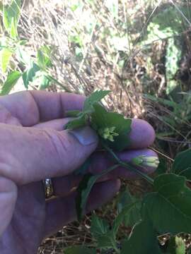 Physaleae resmi