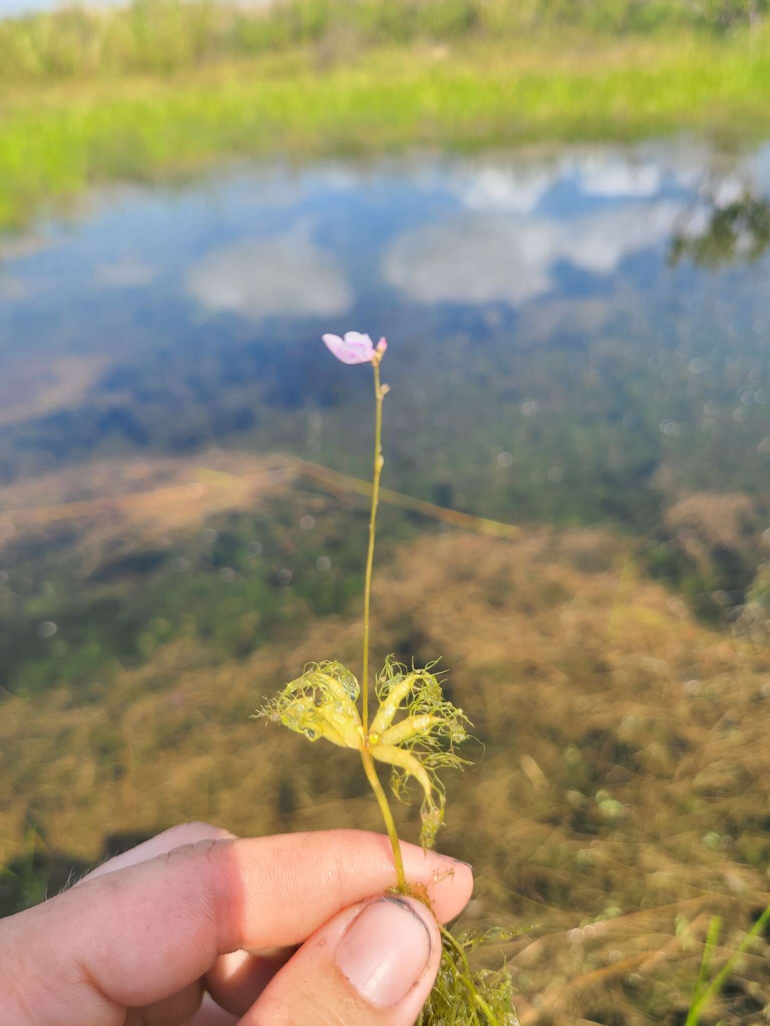 Utricularia benjaminiana Oliv.的圖片