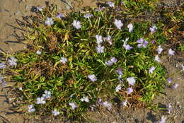 Image of Dianthus longicalyx Miq.