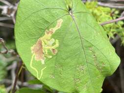 Image of Calycomyza ipomaeae Frost 1931