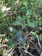 Image of Drummond's wild petunia