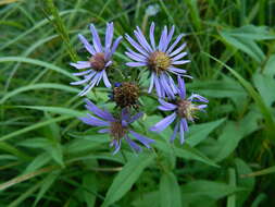 Image de Canadanthus