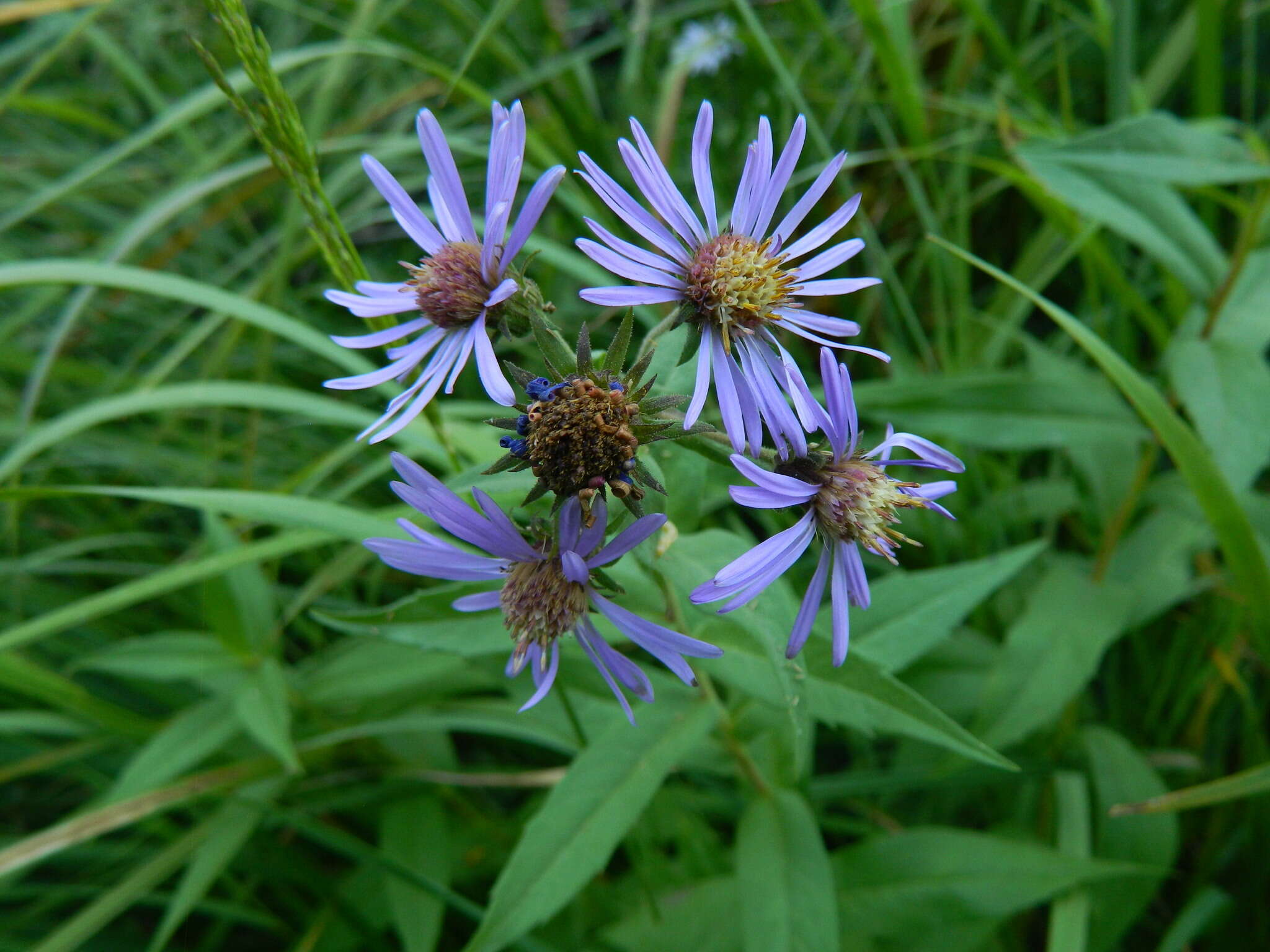 Image of mountain aster