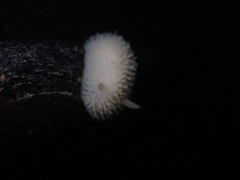 Image of Onchidoris evincta (Millen 2006)