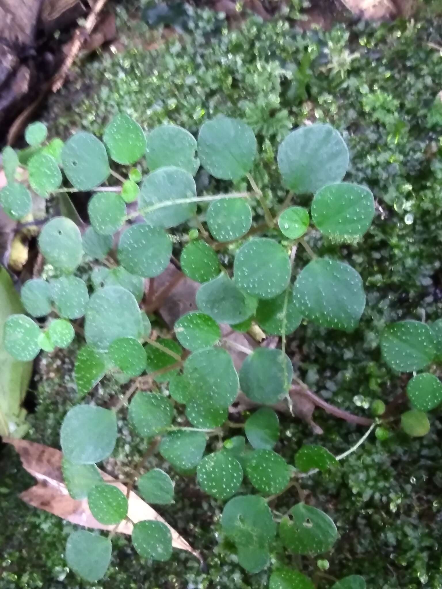 صورة Peperomia hispidula var. sellowiana (Miq.) Dahlst.