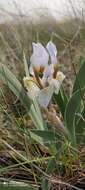 Image of Iris glaucescens Bunge