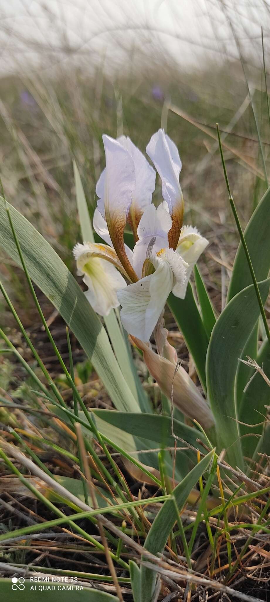 Image of Iris glaucescens Bunge