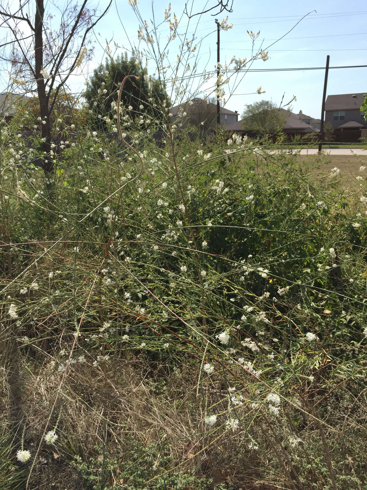 Image of false gaura