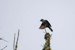 صورة Poeoptera kenricki bensoni (Van Someren 1945)