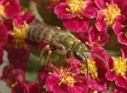 Image of Golden Furrow Bee