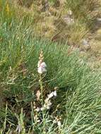 Image of Linaria nivea Boiss. & Reuter