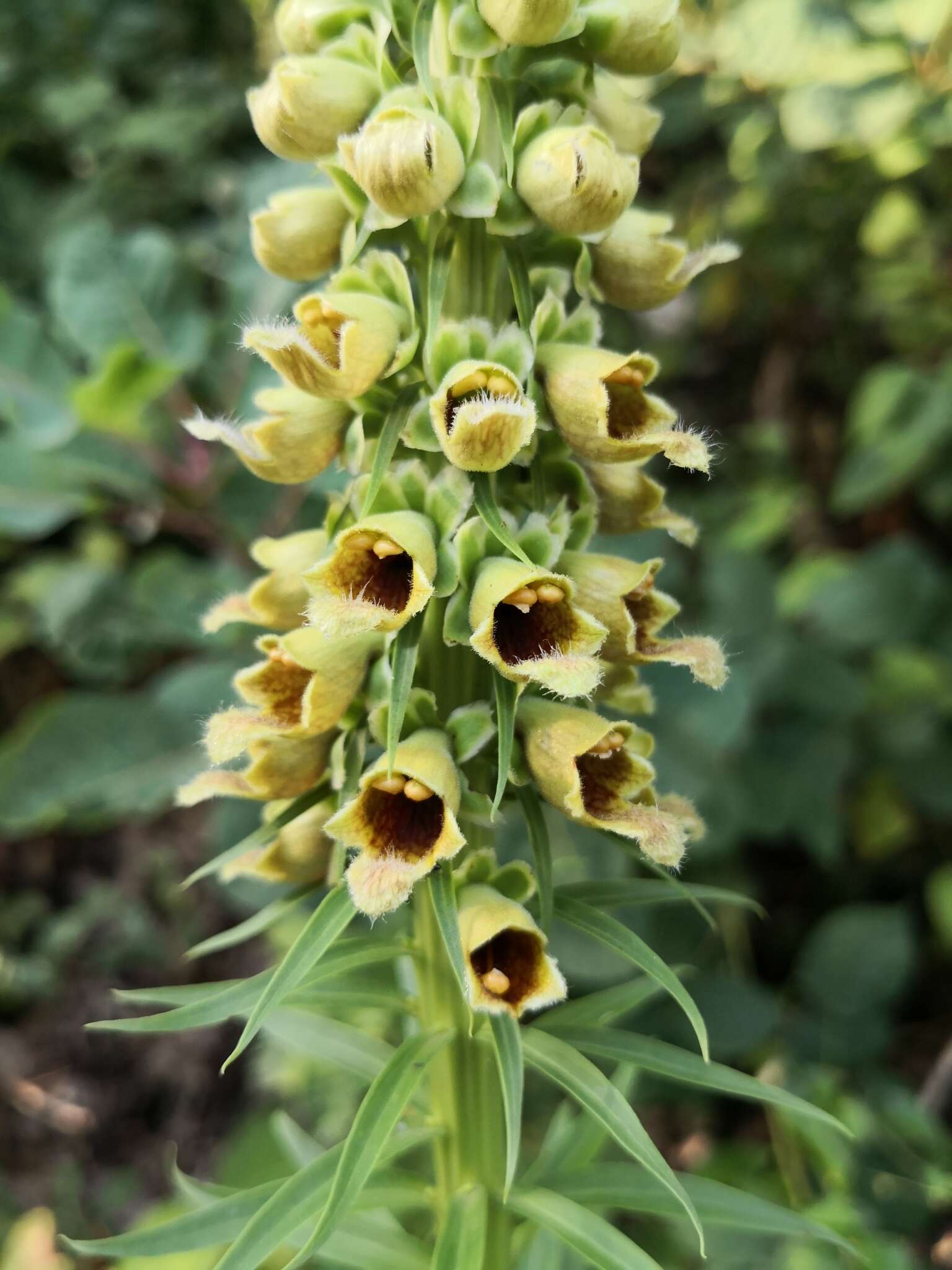 Слика од Digitalis ferruginea subsp. schischkinii (Ivan.) Werner