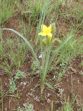 Image of Hypoxis rigidula Baker