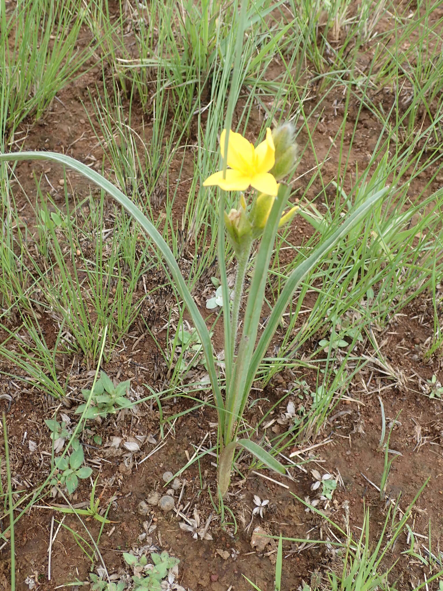 Image of Hypoxis rigidula Baker