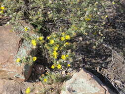 Image of stiffleaf false goldenaster