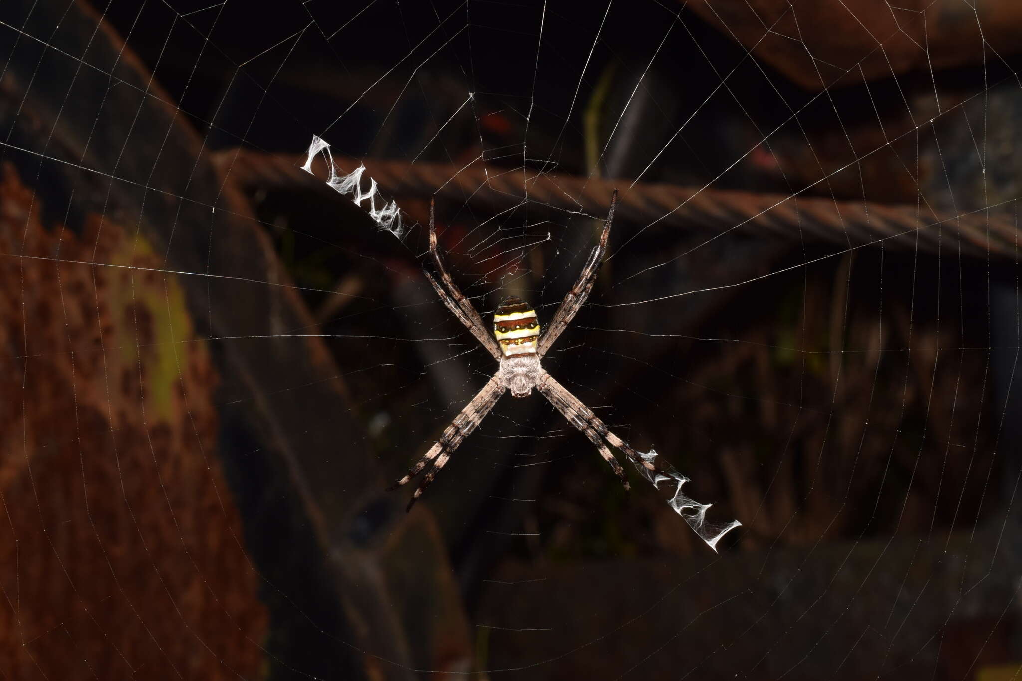 Image of Argiope amoena L. Koch 1878